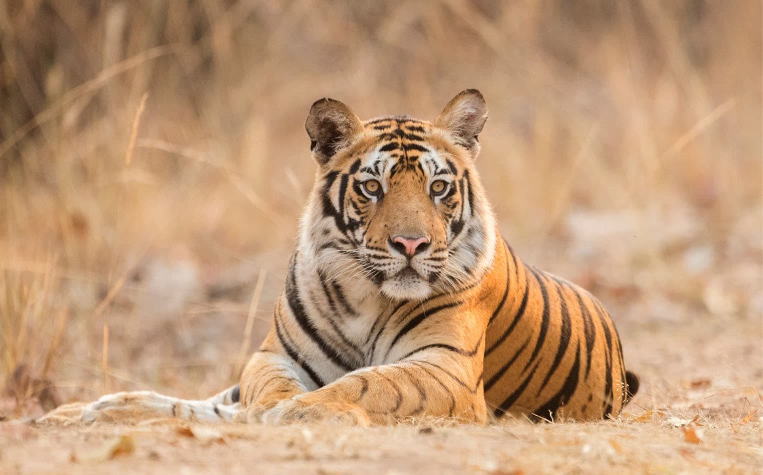 Wildlife Tours